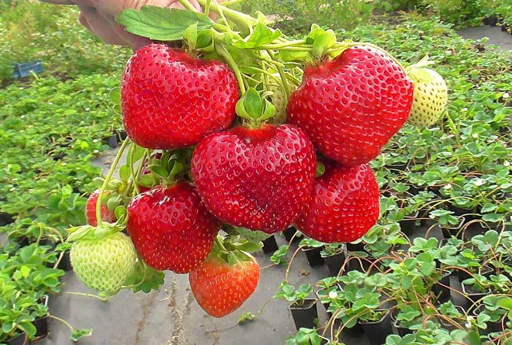 Клубника Флорида Бьюти